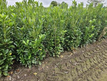 Laurierhagen kluit of in pot beschikbaar voor biedingen