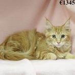 Maine Coon - kittens te koop, Dieren en Toebehoren, Meerdere dieren, Gechipt, 0 tot 2 jaar