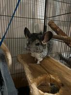 Mannelijke chinchilla stamboom, Dieren en Toebehoren, Chinchilla, Februari, Mannelijk, Tam