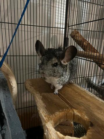 Mannelijke chinchilla stamboom beschikbaar voor biedingen