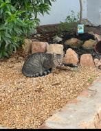 Lieve tijger kat zoekt een vijf sterren huisje, Animaux & Accessoires, Accessoires pour chats, Utilisé, Enlèvement ou Envoi