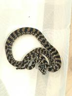 Morelia spilota, Dieren en Toebehoren, Slang, 0 tot 2 jaar