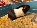 Cavia vrouwtje, Dieren en Toebehoren, Knaagdieren, Vrouwelijk, Cavia