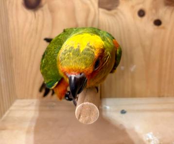 EAM en zeer goed getemde vrouwelijke zonneparkiet beschikbaar voor biedingen