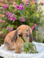 Lieve NHD konijntjes, Dieren en Toebehoren, Konijnen, Meerdere dieren, Dwerg, Hangoor, 0 tot 2 jaar