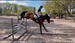 Springpaard merrie automaat, Dieren en Toebehoren, Merrie, Met stamboom, Springpaard, L