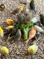 Kanaries, Dieren en Toebehoren, Meerdere dieren, Kleurkanarie