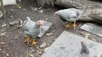 2 amrock haantjes, Dieren en Toebehoren, Pluimvee, Mannelijk, Kip