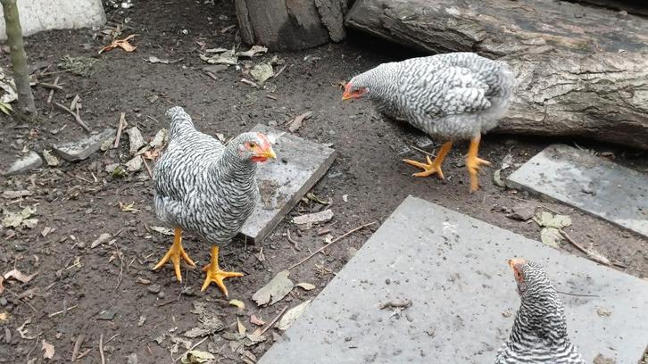 2 amrock haantjes, Dieren en Toebehoren, Pluimvee, Kip, Mannelijk