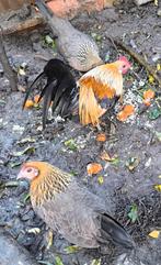 Bantam hollandais nain perdrix doré, Dieren en Toebehoren, Pluimvee