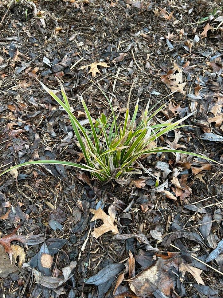 GRATIS LAGE SIERGRASSEN, Tuin en Terras, Planten | Tuinplanten, Vaste plant, Siergrassen, Ophalen