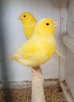 Kanaries, Dieren en Toebehoren, Meerdere dieren