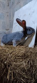 Duitsereus blauwe otter moertjes, Dieren en Toebehoren, Konijnen, Vrouwelijk, Groot, 0 tot 2 jaar
