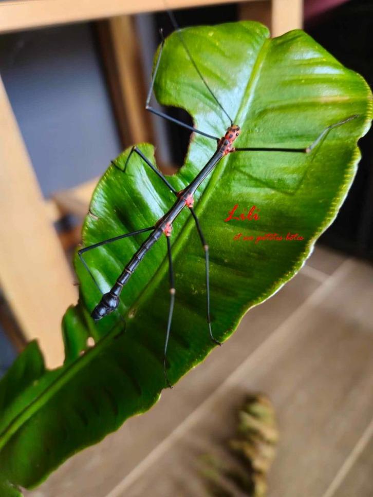 wandelende tak Oreophoetes topoense, Dieren en Toebehoren, Insecten en Spinnen, Wandelende tak