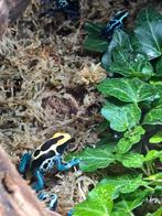Dendrobates tinctorius green sipaliwini en patricia nakweek, Dieren en Toebehoren, Reptielen en Amfibieën