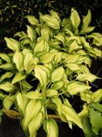 Hosta Nemesis, Ophalen of Verzenden