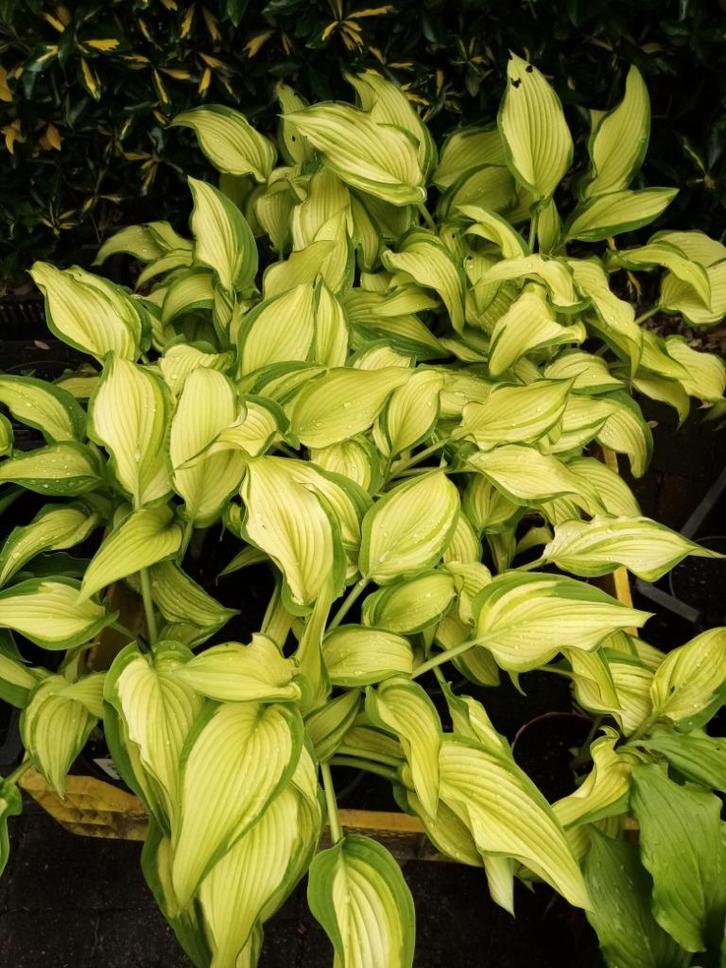 Hosta Nemesis, Tuin en Terras, Planten | Tuinplanten, Ophalen of Verzenden