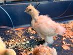 Zijdehoender kuikens, Dieren en Toebehoren
