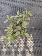kamer planten Crasula, Huis en Inrichting, Kamerplanten, Ophalen