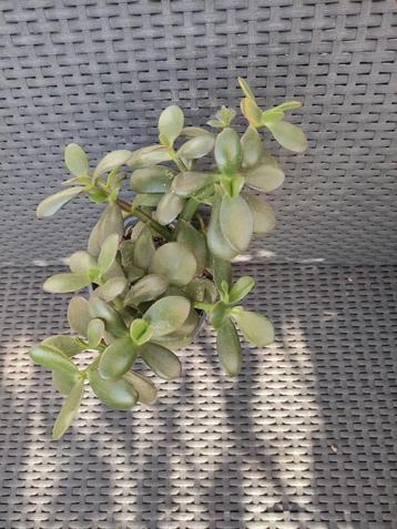 kamer planten Crasula beschikbaar voor biedingen