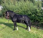Zwarte welsh A-hengst 2jaar, Dieren en Toebehoren, Paarden, Minder dan 160 cm, 0 tot 2 jaar, Hengst, Onbeleerd
