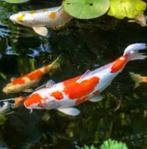 Koi gezocht, Dieren en Toebehoren, Karper of Koi