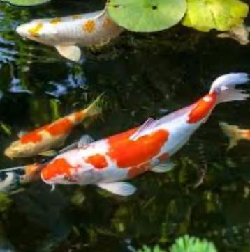 Koi gezocht beschikbaar voor biedingen