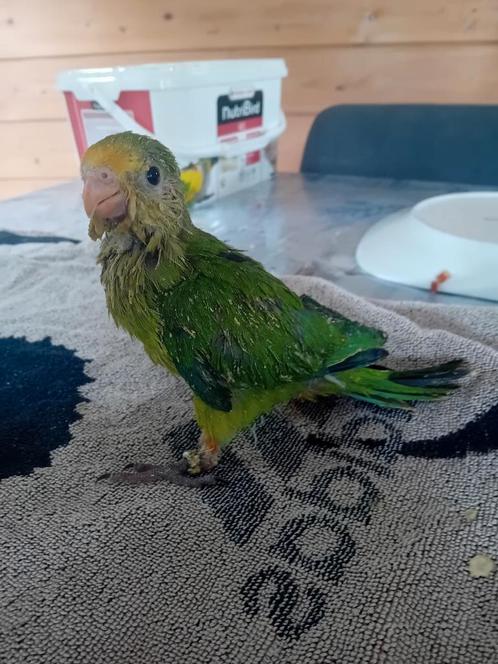 Baraband parkiet voor handopfok, Dieren en Toebehoren, Vogels | Parkieten en Papegaaien