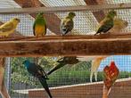 Roodruggen, Dieren en Toebehoren