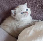 Brits korthaar kitten met stamboom, 0 tot 2 jaar, Kater, Gechipt