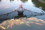 Van april tot sept. vangen wij wekelijks nieuwe vissen., Dieren en Toebehoren, Vissen | Vijvervissen, Karper of Koi