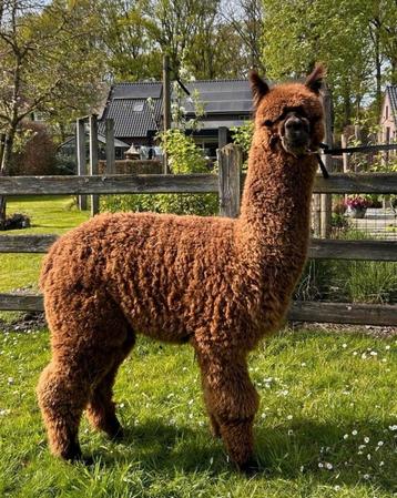 Alpaca dekhengsten nu te reserveren! beschikbaar voor biedingen