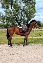 Drachtige new forest pony met topafstamming, Dieren en Toebehoren, Merrie, Gechipt, Springpony, 7 tot 10 jaar