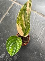 Monstera sp Peru variegata, Ophalen of Verzenden