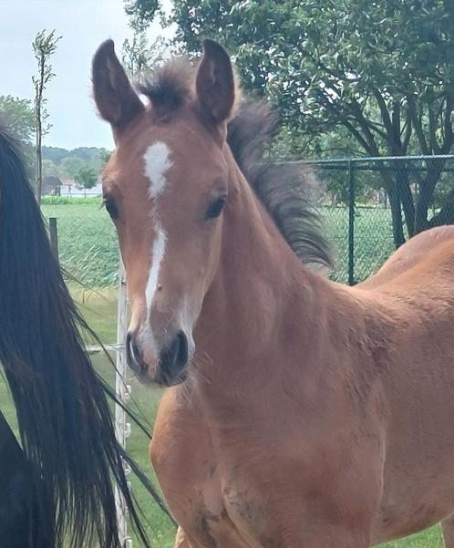 Veulen Asca Z X Sijbrand, Dieren en Toebehoren, Paarden, Hengst, Niet van toepassing, 0 tot 2 jaar, Springpaard, Met stamboom