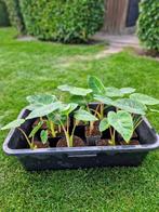 Colocasia pink china, Ophalen, Vaste plant