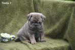 Mops pupjes, Dieren en Toebehoren, Honden | Bulldogs, Pinschers en Molossers, België, Overige rassen, CDV (hondenziekte), 8 tot 15 weken