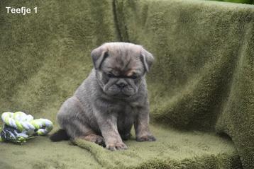 Mops pupjes beschikbaar voor biedingen