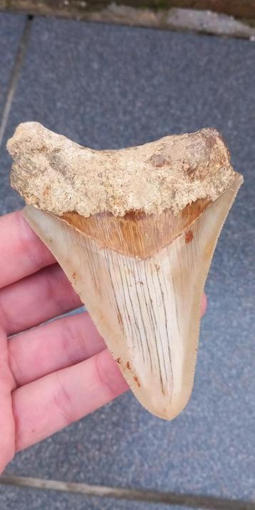 Megalodon haaientand uit Indonesie fossiel beschikbaar voor biedingen