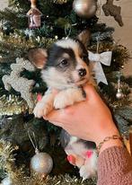 Supermooie Welsh Corgi Pembroke pups,in huis grootgebracht !, Dieren en Toebehoren, Honden | Herdershonden en Veedrijvers, België