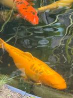 Koi yamabuki doitsu ogon 80 cm, Dieren en Toebehoren