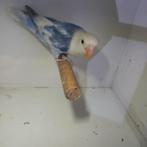 Fischeri, Dwergpapegaai of Agapornis, Geringd