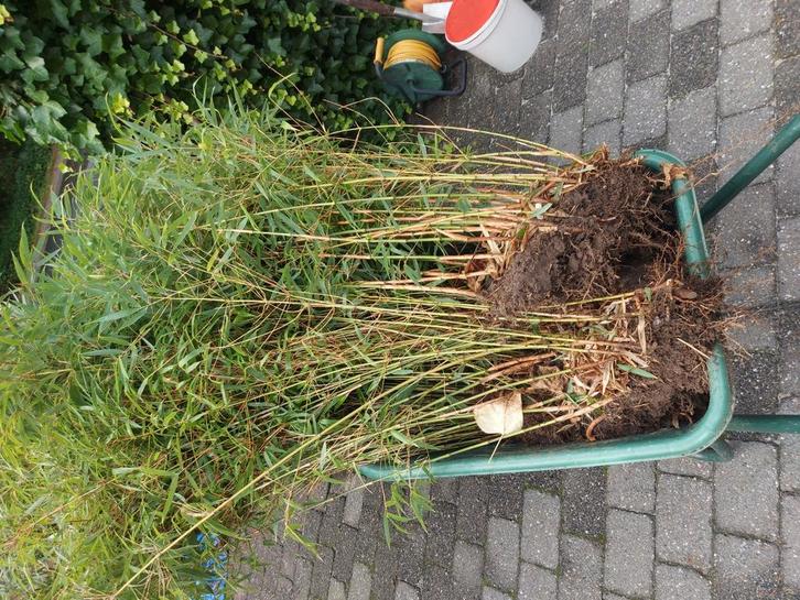 Bamboe fargesia rufa, Tuin en Terras, Planten | Tuinplanten, Volle zon, Ophalen