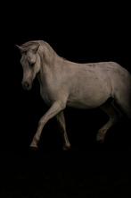 2,5 jarige Valk appaloosa Welsh (NWPCS) Sportpony, Dieren en Toebehoren, Hengst, B pony (1.17m tot 1.27m), Onbeleerd, Tuigpony