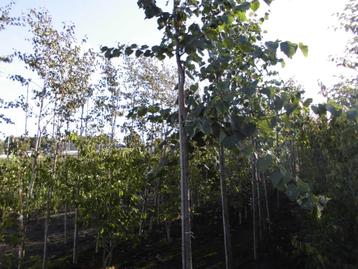 Lindebomen beschikbaar voor biedingen