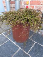 Ancien pot en pierre avec plante exterieur, Jardin & Terrasse, Moins de 30 cm, Rond, Pierre, Comme neuf