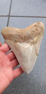 Dent de requin mégalodon 13,2 fossile provenant d'Indonésie, Enlèvement ou Envoi, Fossile