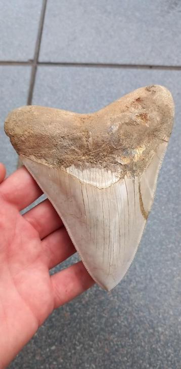 Dent de requin mégalodon 13,2 fossile provenant d'Indonésie, Enlèvement ou Envoi, Fossile