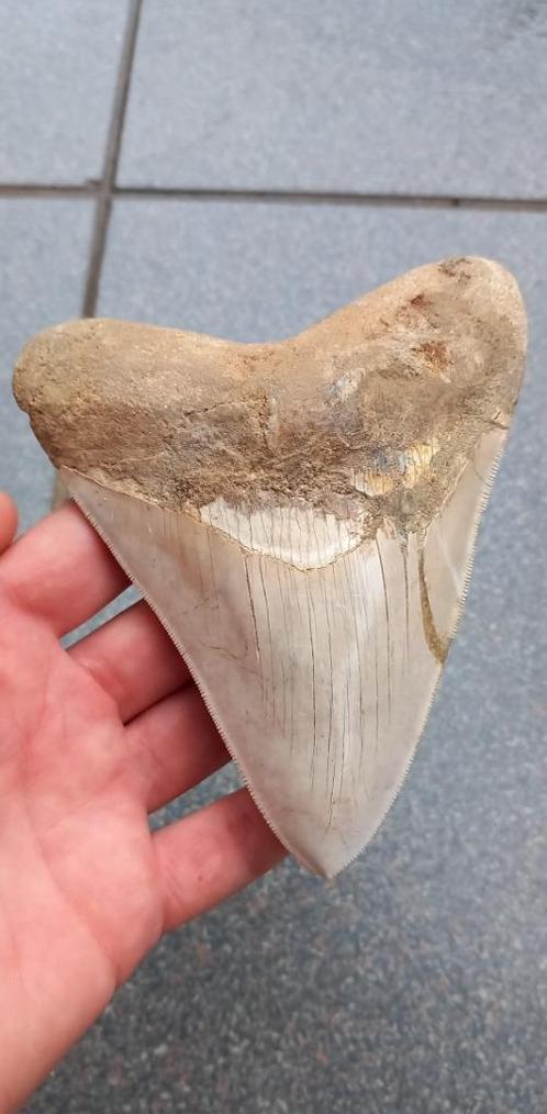 Megalodon haaientand 13,2 fossiel uit Indonesië, Verzamelen, Mineralen en Fossielen, Fossiel, Ophalen of Verzenden