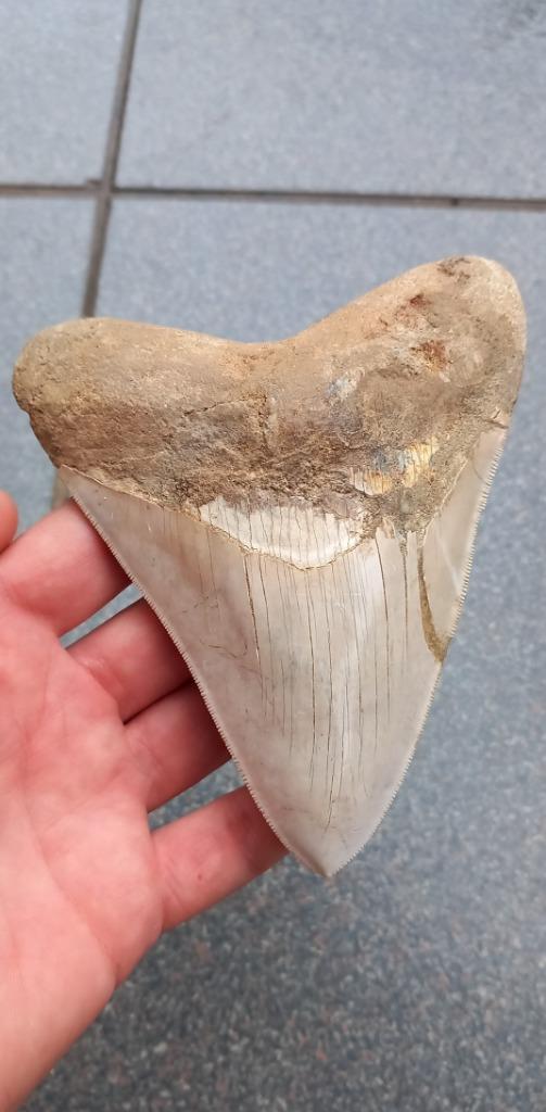 Megalodon haaientand 13,2 fossiel uit Indonesië, Verzamelen, Mineralen en Fossielen, Fossiel, Ophalen of Verzenden